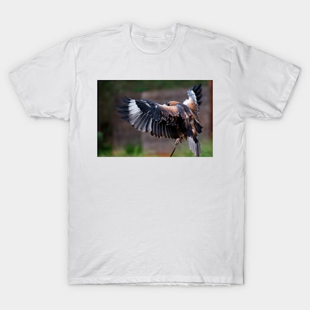 Buzzard Wing T-Shirt by GP1746